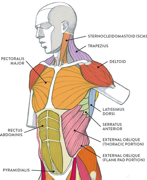 Image result for Torso and Extremity Protection Tep System
