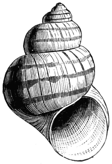 Snail Shell Line Drawing に対する画像結果