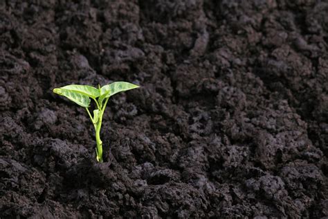 Image result for Humus Compost