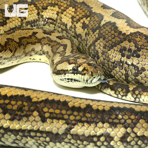 Afbeeldingsresultaten voor Coastal Carpet Python Hibernating