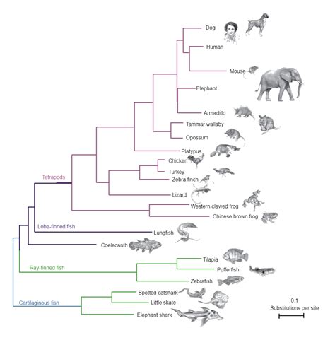 Animal Evolution എന്നതിനുള്ള ഇമേജ് ഫലം