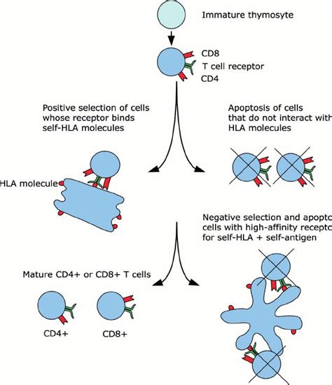 Afbeeldingsresultaten voor Double Negative and Double Positive T-cell Selection