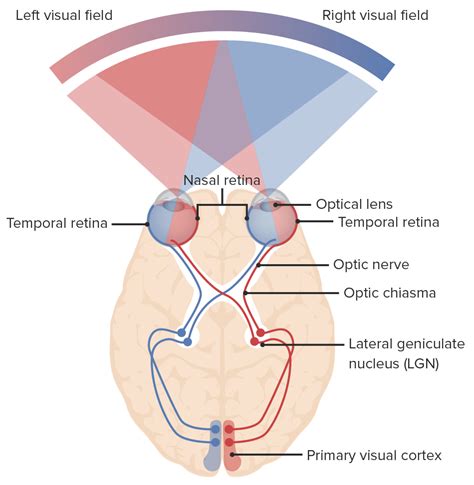 Visual Processing Path に対する画像結果