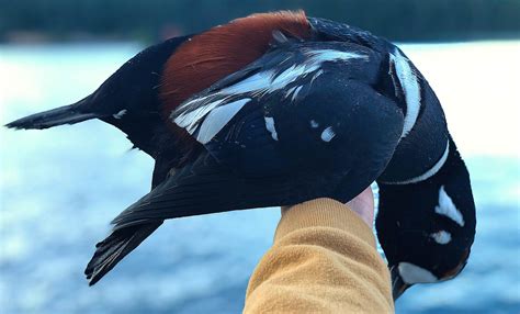 Alaska Duck Hunting に対する画像結果