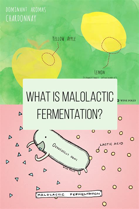 Wine Making Process Malolactic Fermentation に対する画像結果