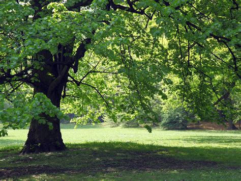 Image result for How to Shade a Cone