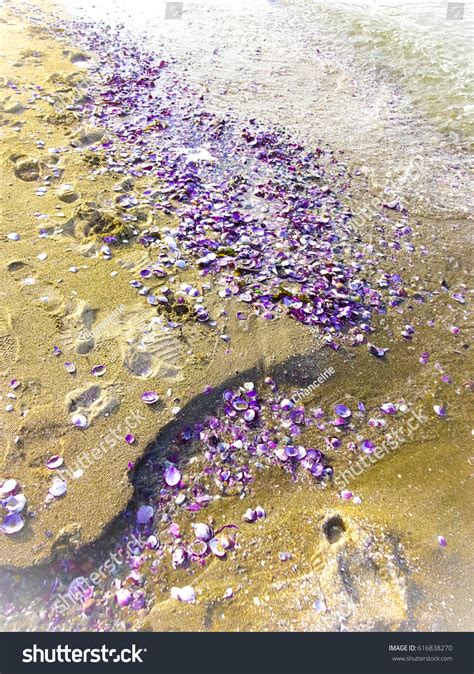 Toradh íomhá ar Purple Shells