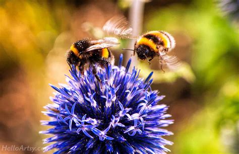 Image result for Basic Bumble Bee Drawing