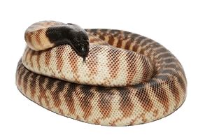 Python Fundo Tranparente に対する画像結果