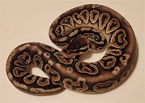 Pewter Ball Python に対する画像結果