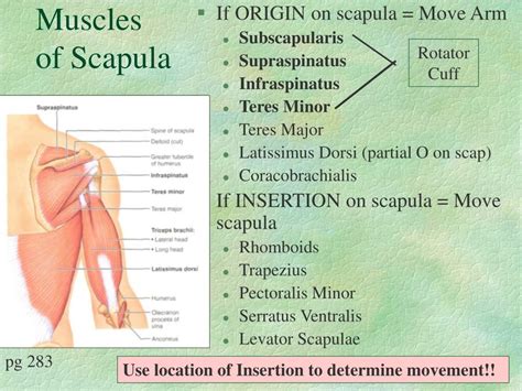 Labeled Scapula Muscles