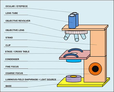 Afbeeldingsresultaten voor Light Microscope Parts and Functions