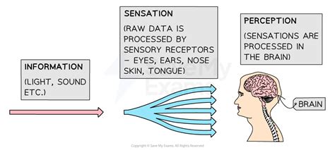 Image result for Perception Basics