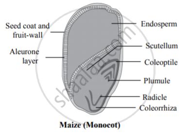 Seeds Monocot and Dicot Diagram Class 7 Worksheet Not with Names に対する画像結果