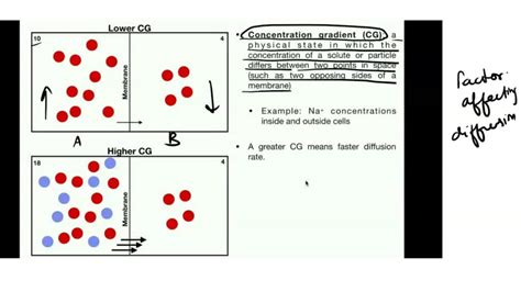 Image result for Diffusion Rate Equation