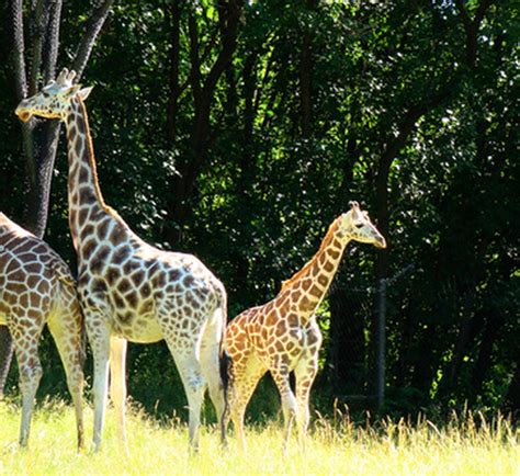 Image result for Animal Reproduction and Development