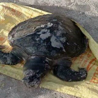 Image result for Bleached Turtle Shell