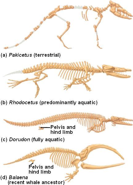 Toradh íomhá ar Whale Transitional Fossil