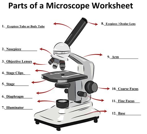 Image result for Compound Light Microscope Labeled Diagram