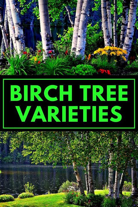 Image result for Tree Varieties