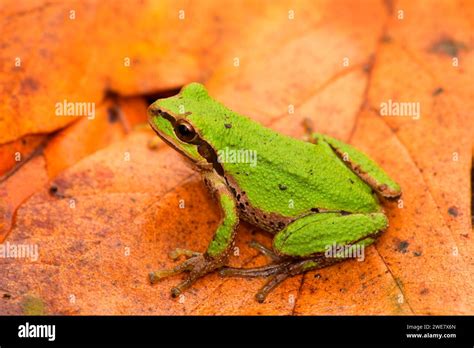 Afbeeldingsresultaten voor Pacific Tree Frog