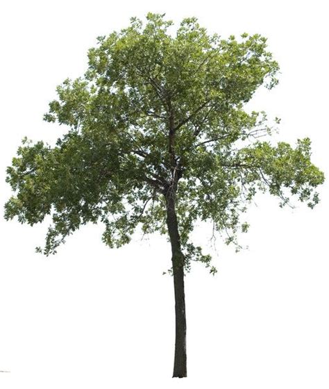 Toradh íomhá ar Tree Textures High Poly