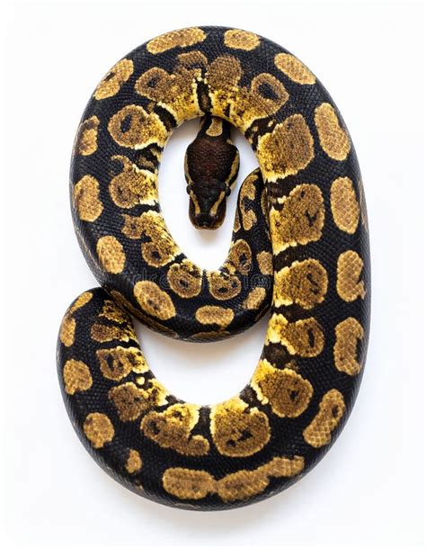 Image result for Python MS Azure