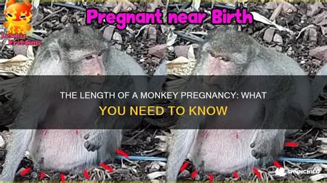 Image result for Monkey Fetus Development