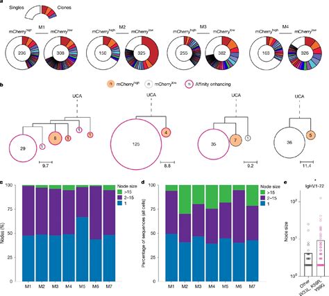 Image result for Affinity Maturation Process