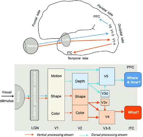 Toradh íomhá ar Visual Processing Simplified