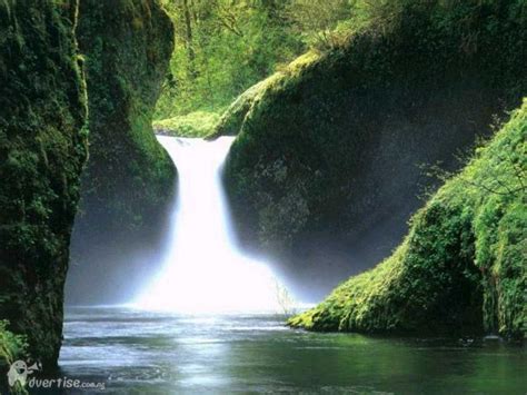 Afbeeldingsresultaten voor Natural Adaptation Icon