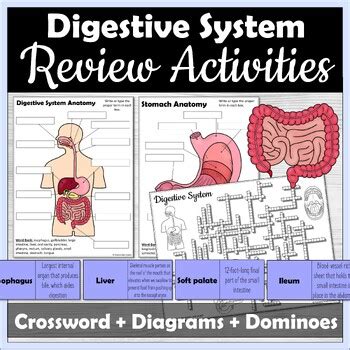 Image result for Science From Scratch the Digestive System Answer Key