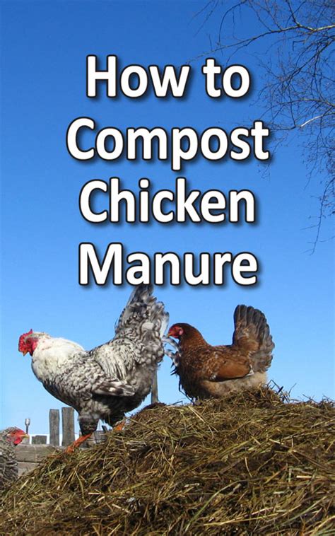 Image result for Well Composted Chicken Manure