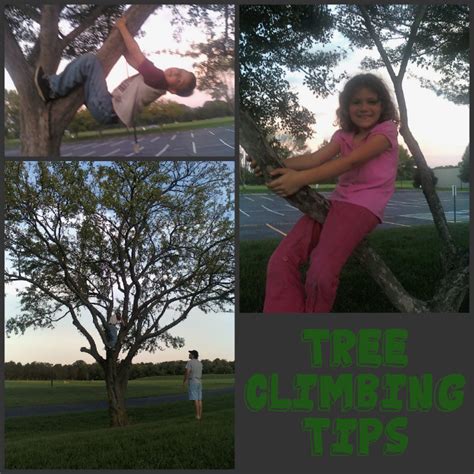 Image result for Easiest Tree Climbing Method