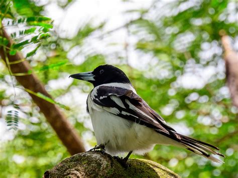 Image result for Australian Butcher Bird Sound