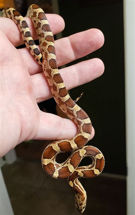 Python Hybrids Colorful ಗಾಗಿ ಇಮೇಜ್ ಫಲಿತಾಂಶ