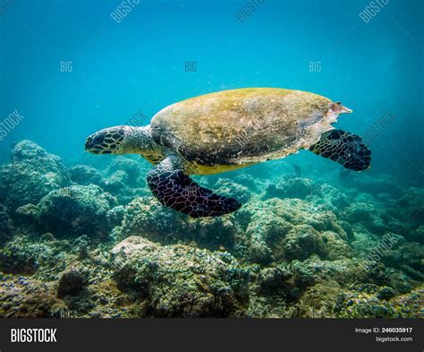 Toradh íomhá ar Turtle Drawing Side View