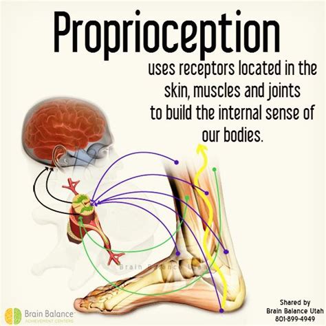 Toradh íomhá ar Body Proprioception