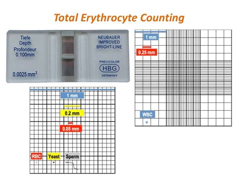 Image result for WBC Count