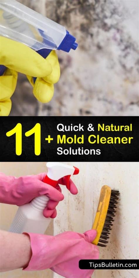 Homemade Mold Cleaner Recipes に対する画像結果