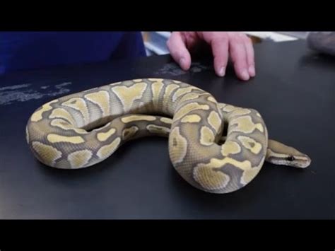 Toradh íomhá ar Angry Ball Python