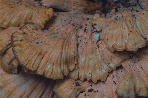 Image result for Comme Spatial Pattern