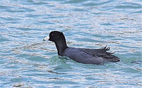 Image result for Coot Bird Migration