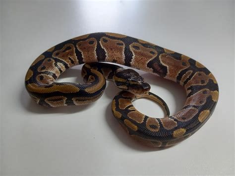 Image result for Ball Python Hatchling Side