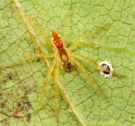 Spider Image ID に対する画像結果