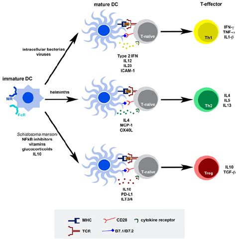 Dendritic Cell Maturation に対する画像結果