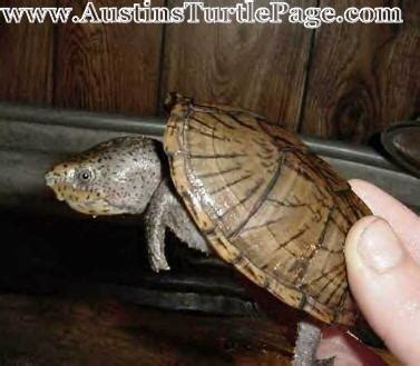 Loggerhead Musk Turtle に対する画像結果