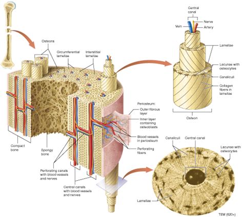 Compact Bone Labeled File:Anatomy And Physiology Of Animals Haversian