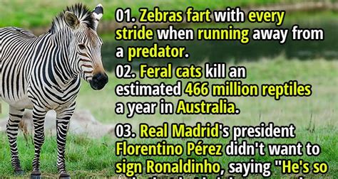 Cartoon Zebra Fart に対する画像結果