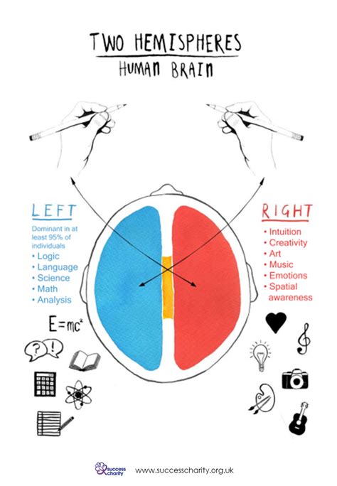 Image result for brain hemisphere differences